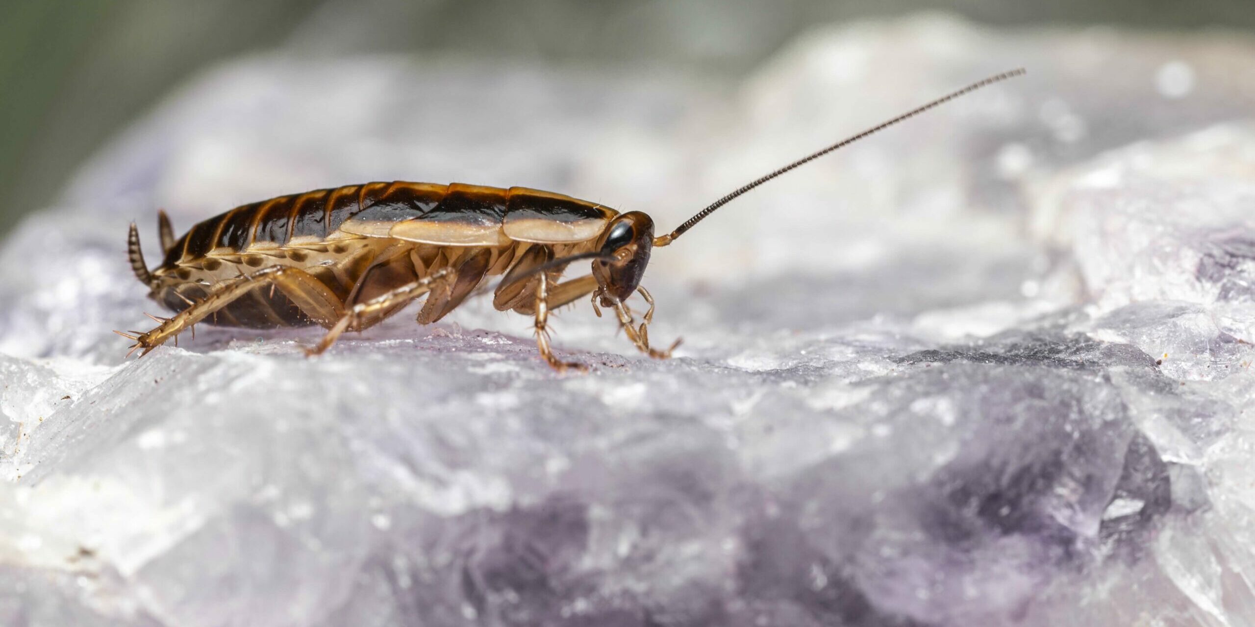 close-up-insect-clean-rock (1) (1)