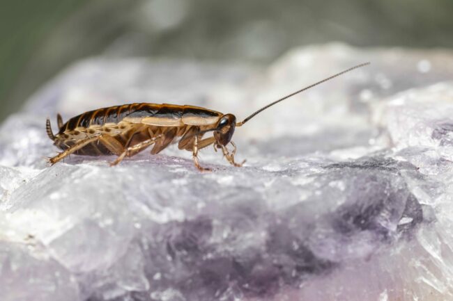 close-up-insect-clean-rock (1) (1)