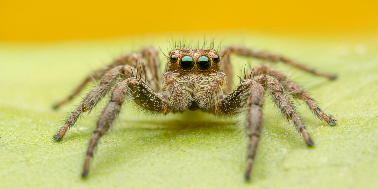 jumping-spider (2) (1)