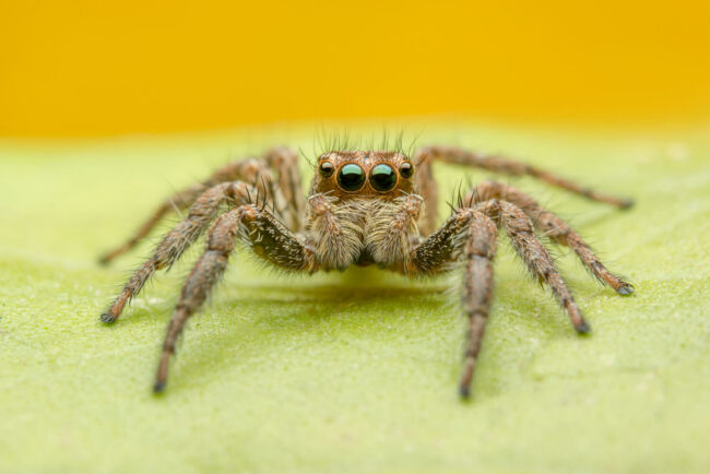 jumping-spider (2) (1)