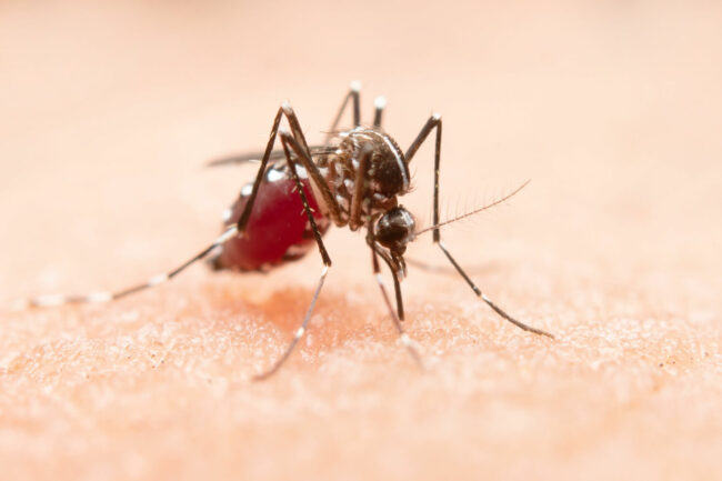 mosquito (1)
